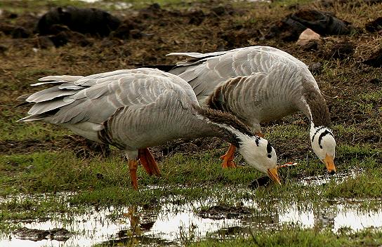 Bharatpur, Bharatpur Bird Sanctuary